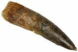 Bargain, Fossil Spinosaurus Tooth - Real Dinosaur Tooth #355752-1
